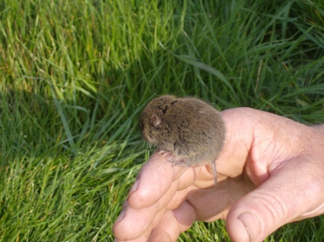 vole size in comparison to a human hand