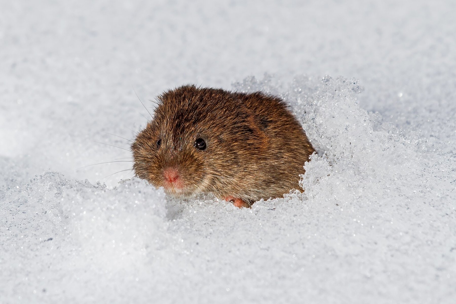 vole hiding in the snow because they don't hibernate