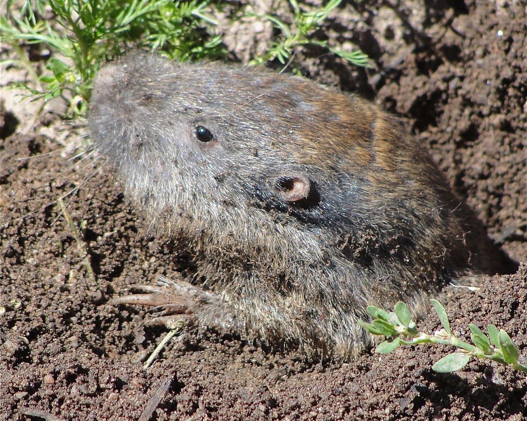 a vole climbing out of its hole