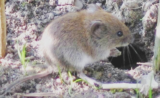 voles are tiny, mouse-like critters
