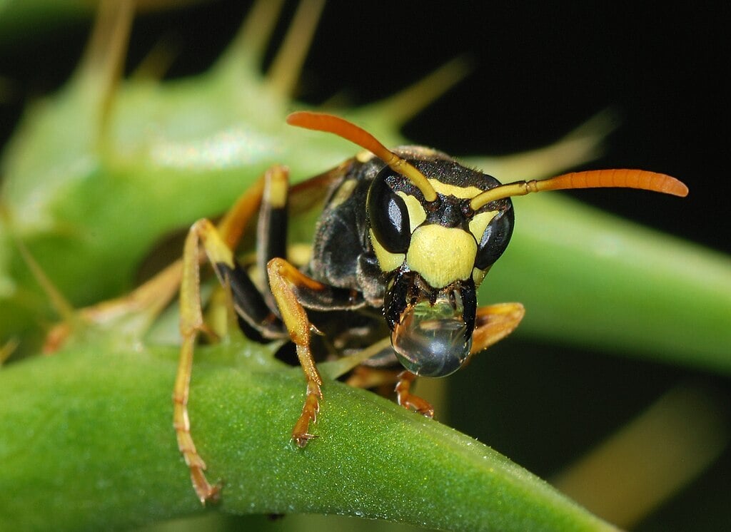 a wasp on a plant