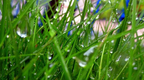 signs of overwatered grass