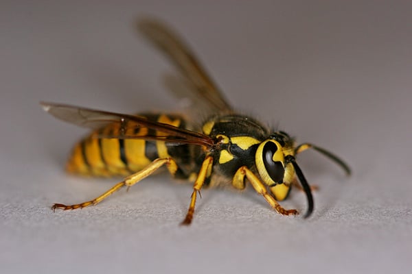 a yellow jacket wasp