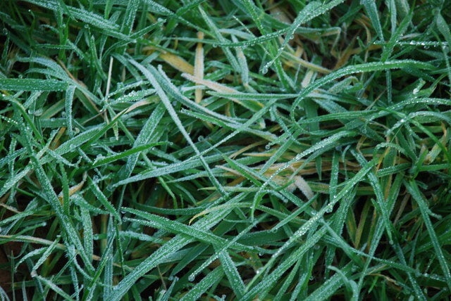 mowing grass with frost on it can cause damage