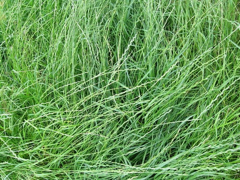 Rye Grass up close 