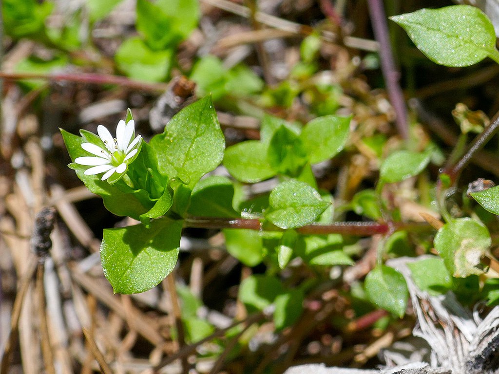 a chickweed plant growing in a yard