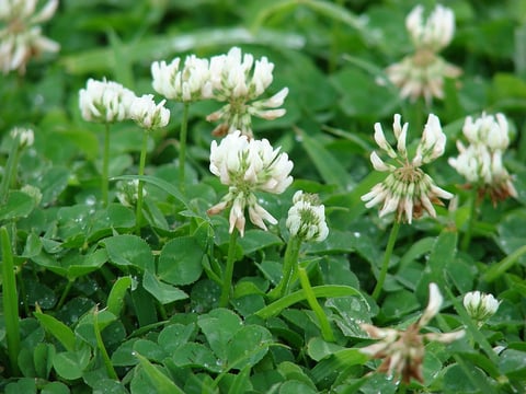 white clove in grass