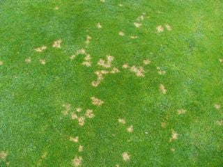 Dollar Spot lawn disease