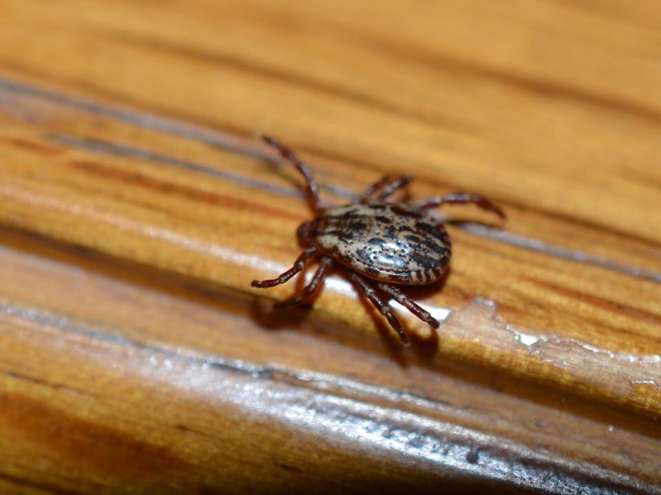 american dog tick