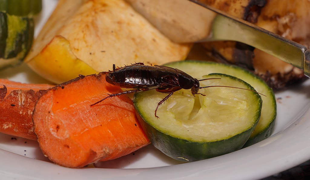 cockroach crawling on food