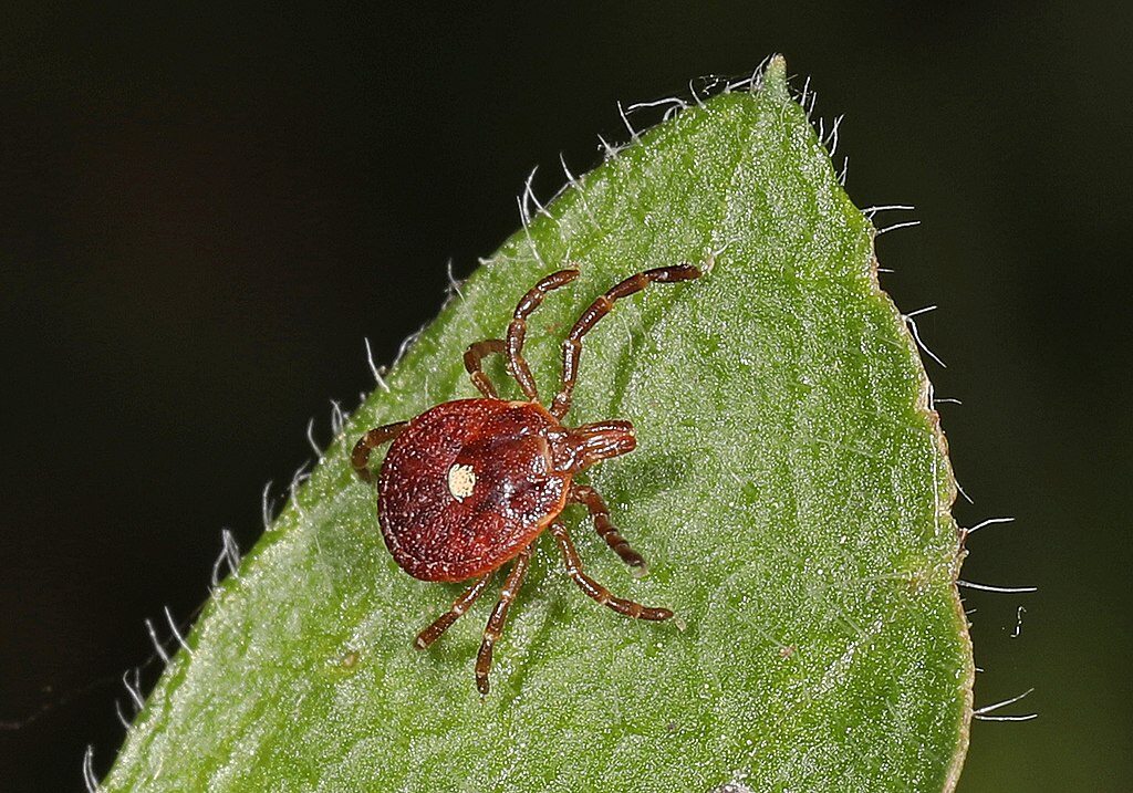 the lone star tick