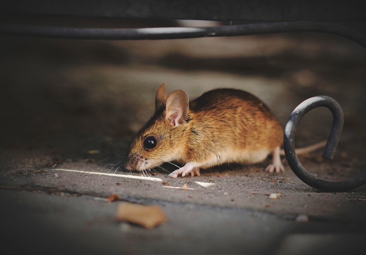 mouse inside a home