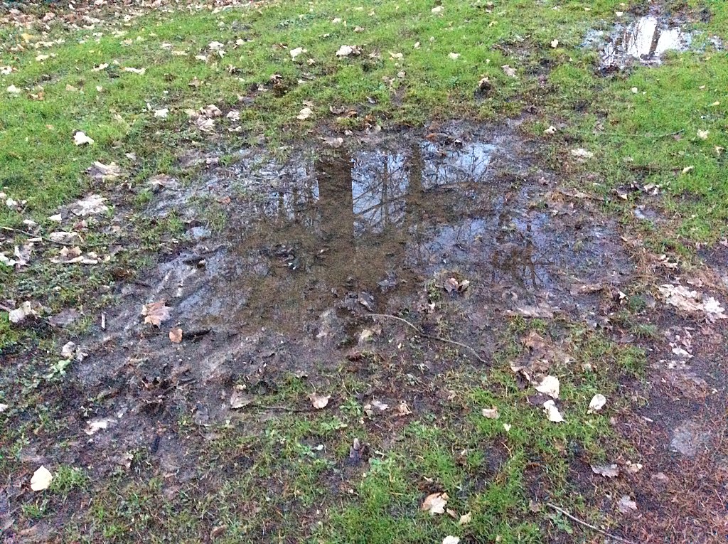 puddle of water in grass