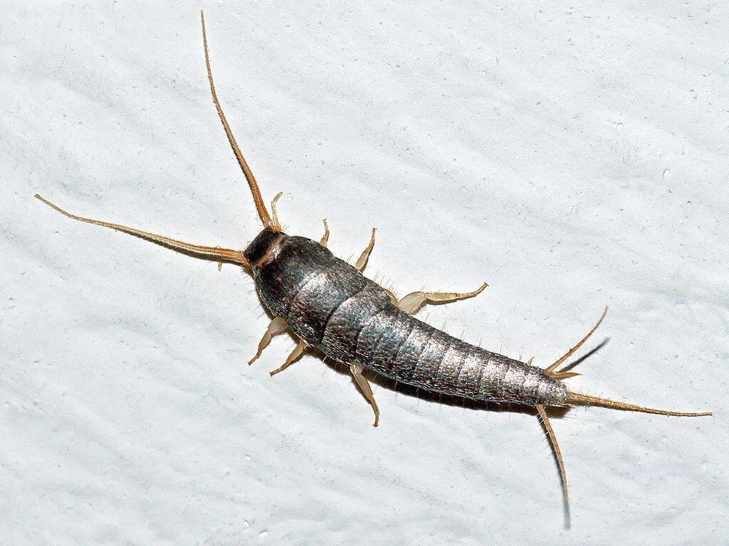 one of the common moisture bugs - silverfish