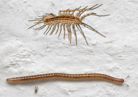 centipedes vs millipedes