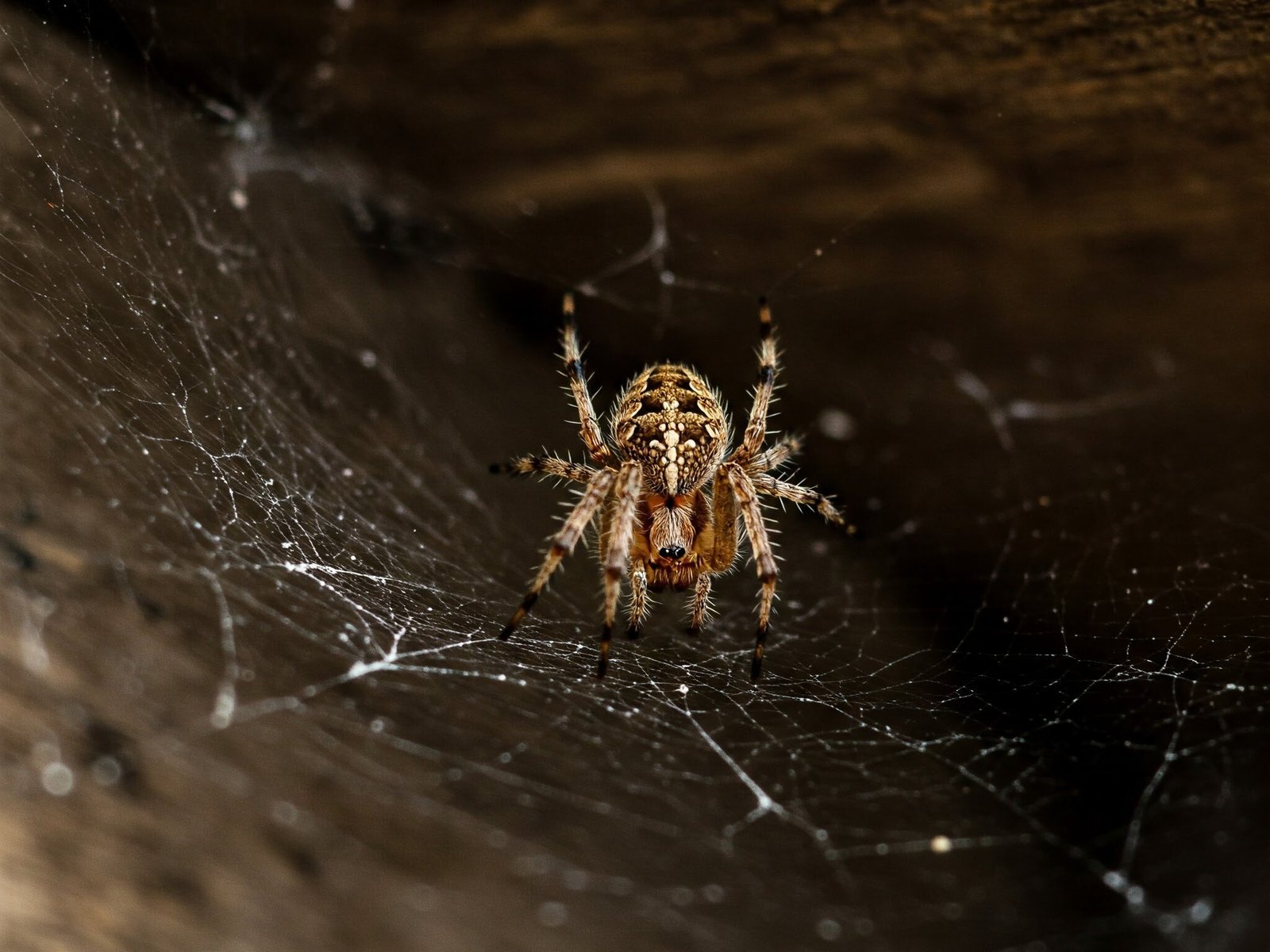 a spider getting comfortable in its web