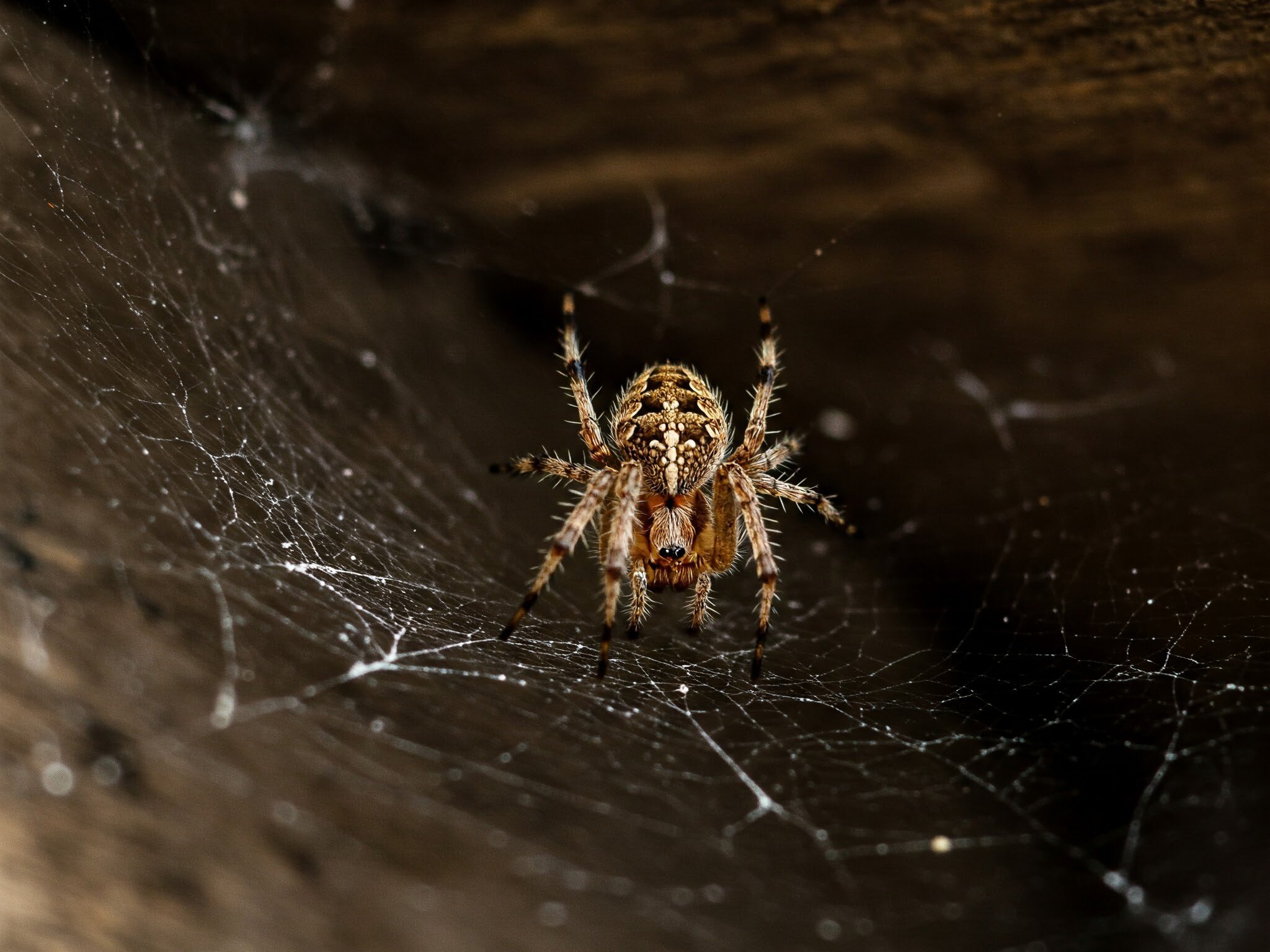 spider sitting on its web