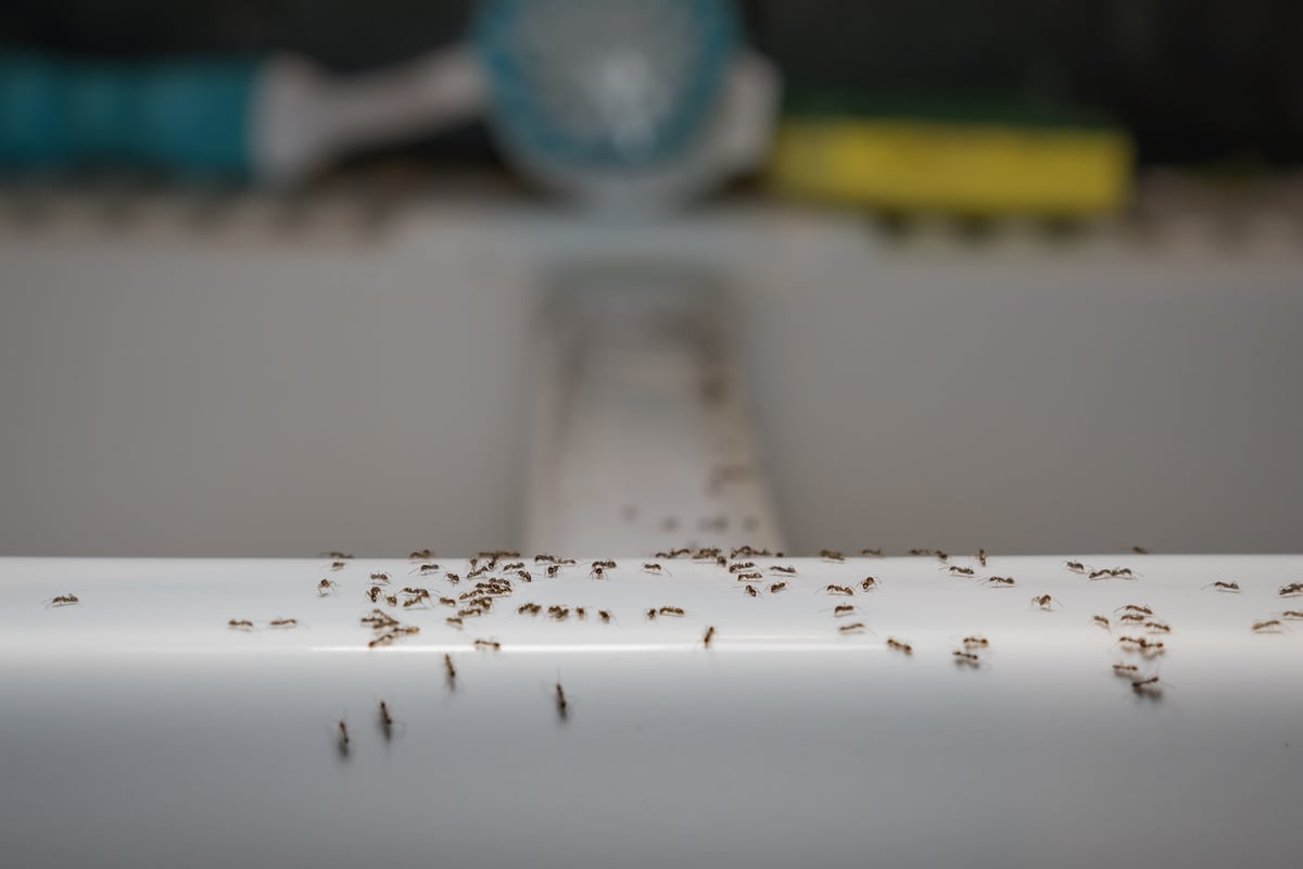 ants on sink