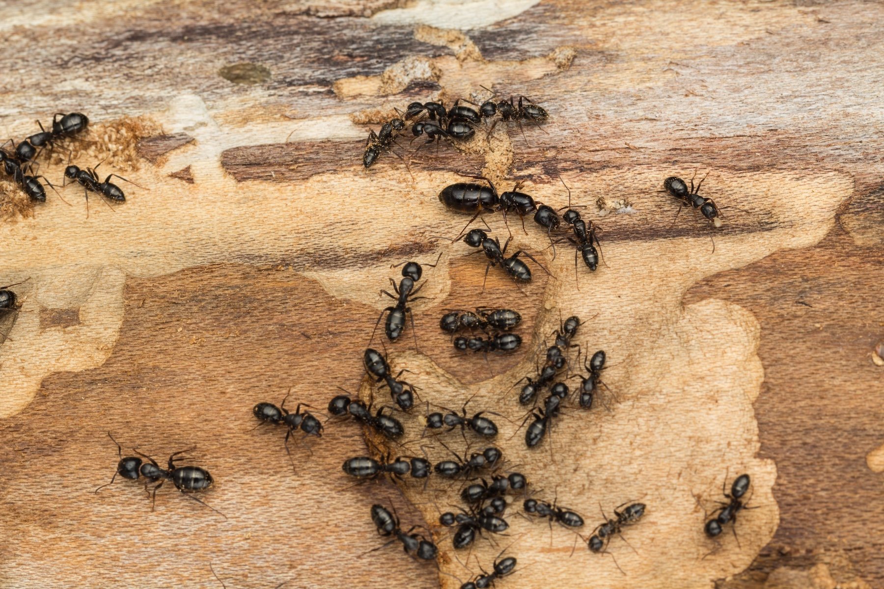carpenter ants make their homes in wet or decaying wood