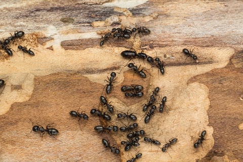 carpenter ants on a piece of wood