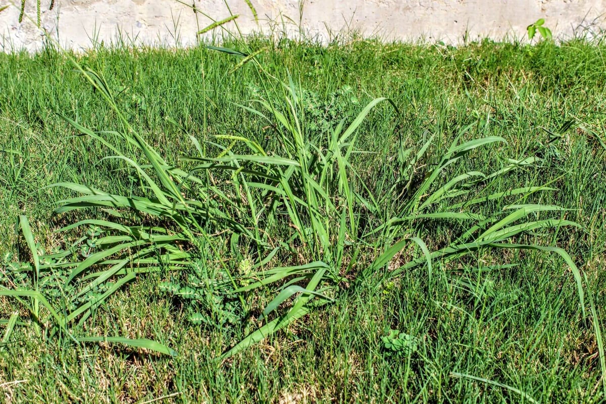 crabgrass growing in grass