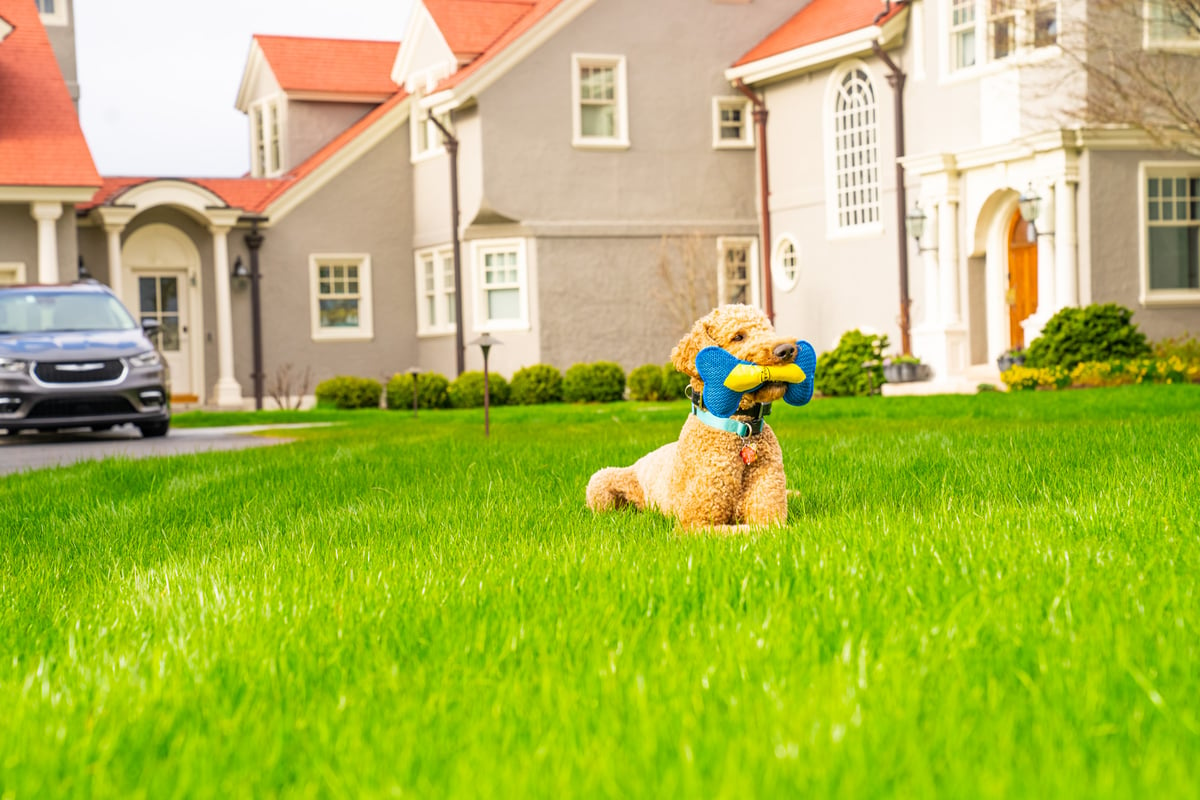 dog laying on healthy grass