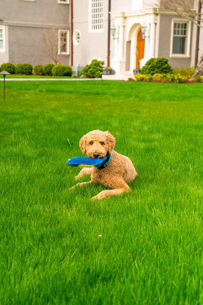 dog grass lawn