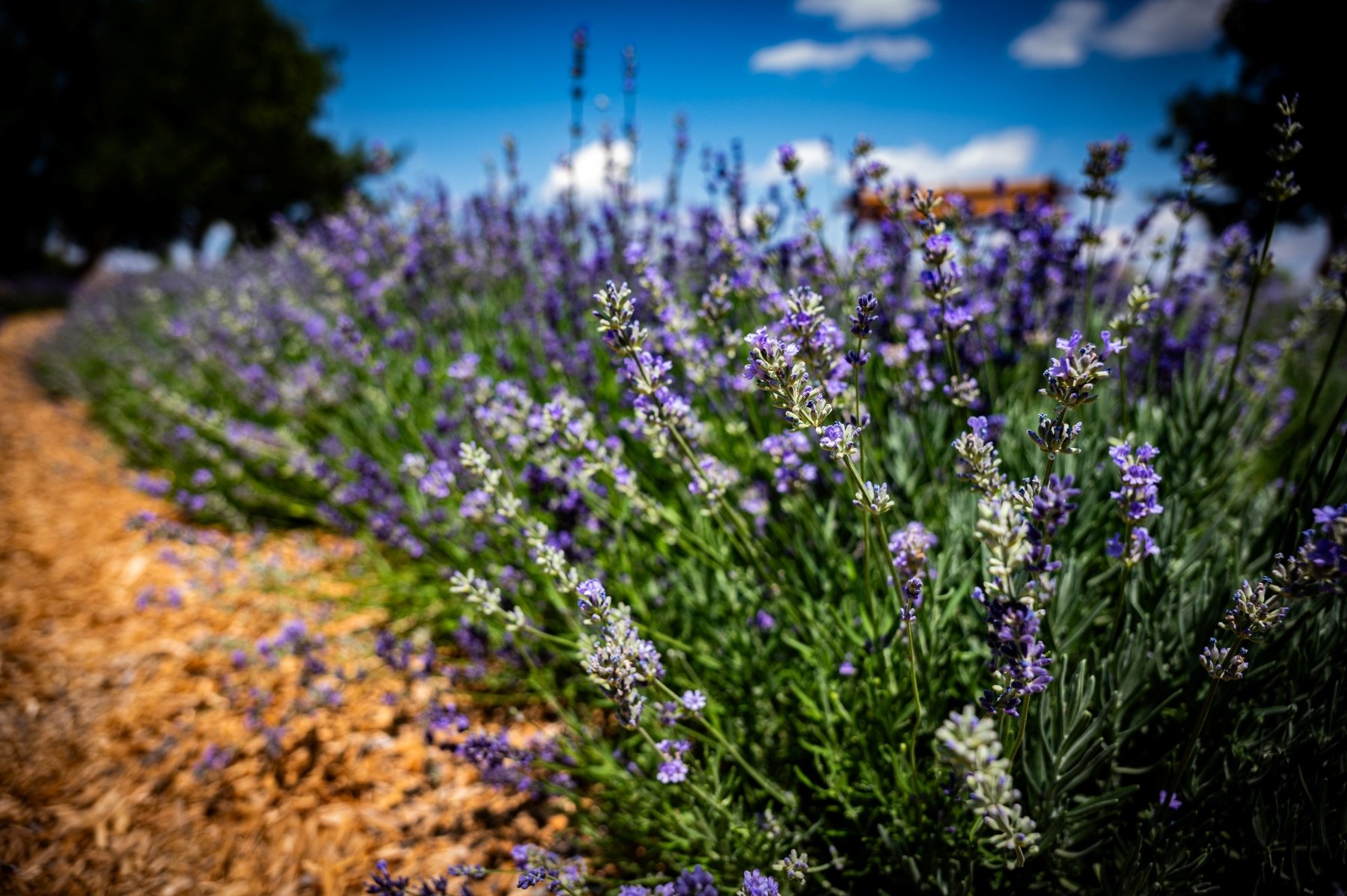 lavender plants
