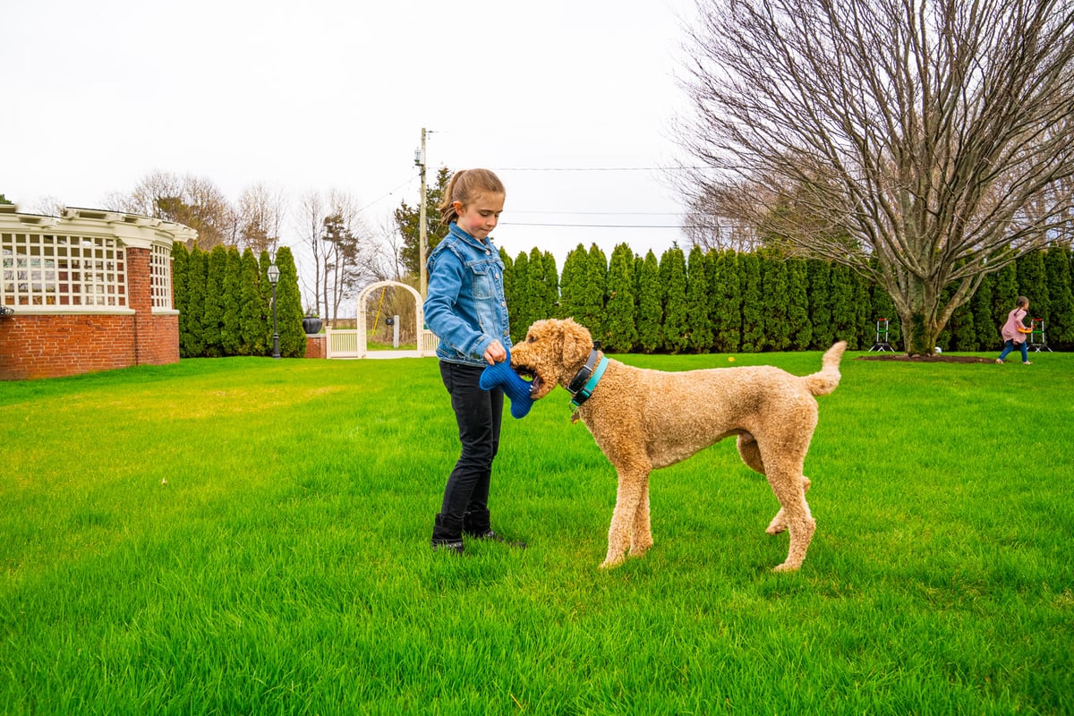 child plays with dog