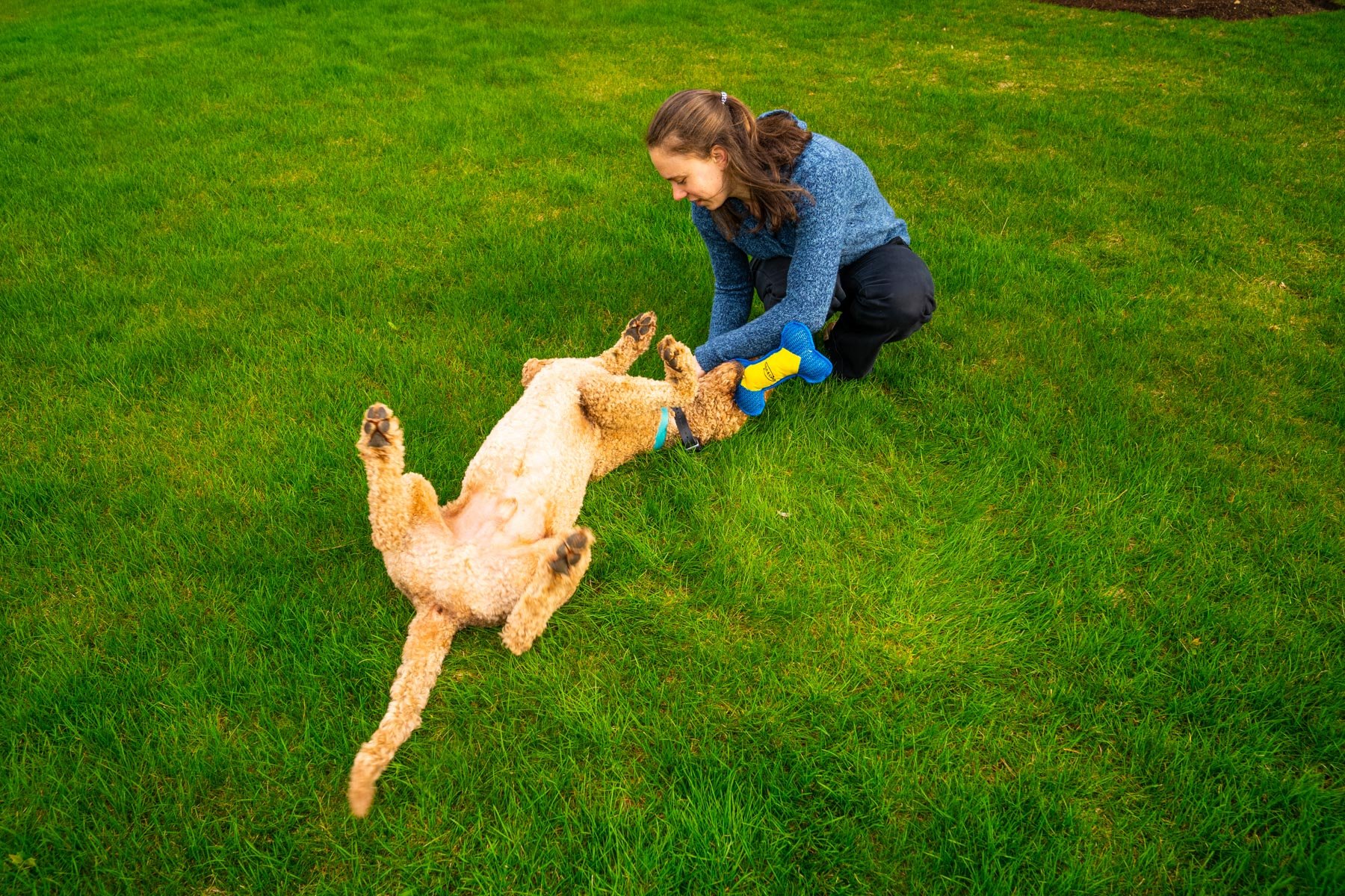 dog enjoying a tick-free yard