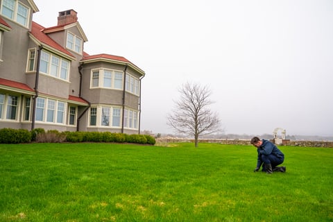 spot the difference between grass damage from lawn bugs or disease