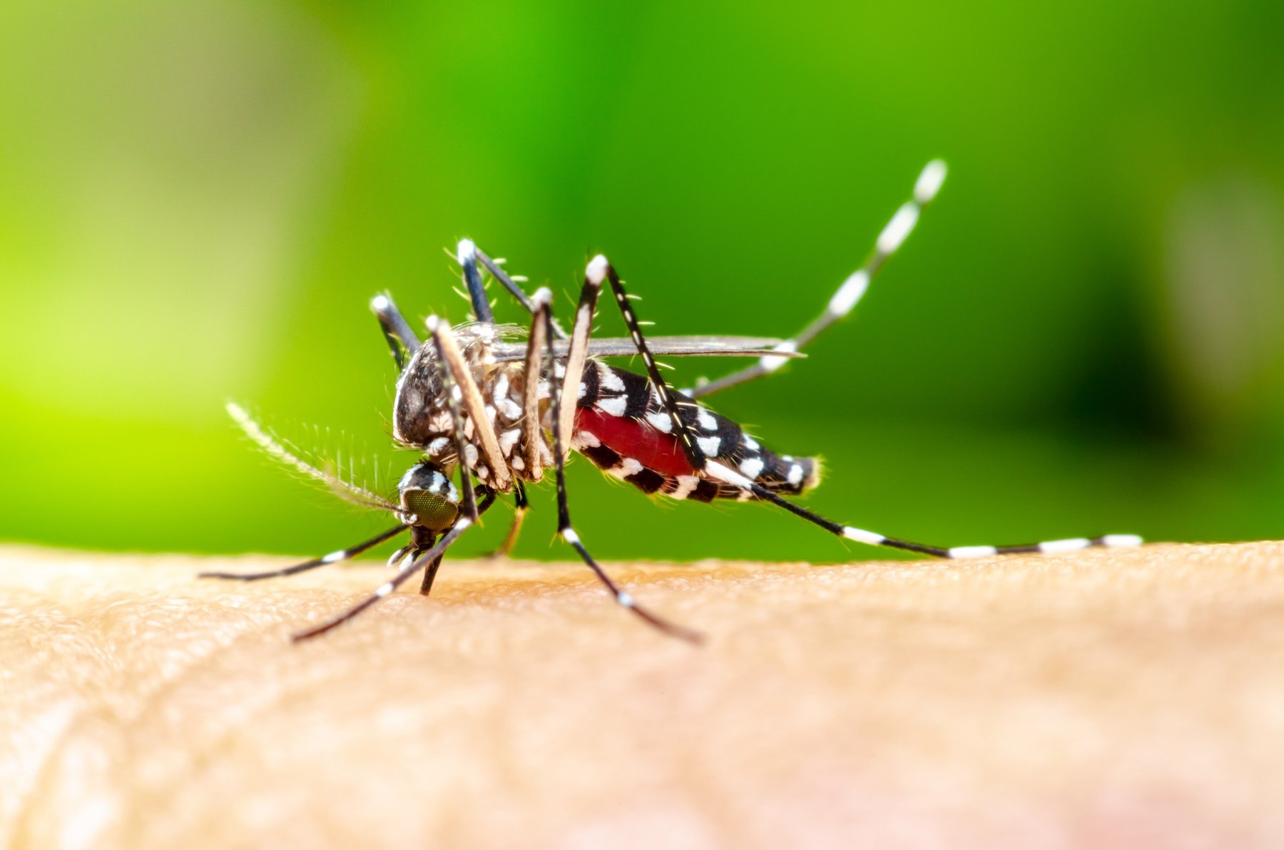 mosquito on human skin