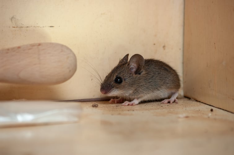 mouse hiding in a corner