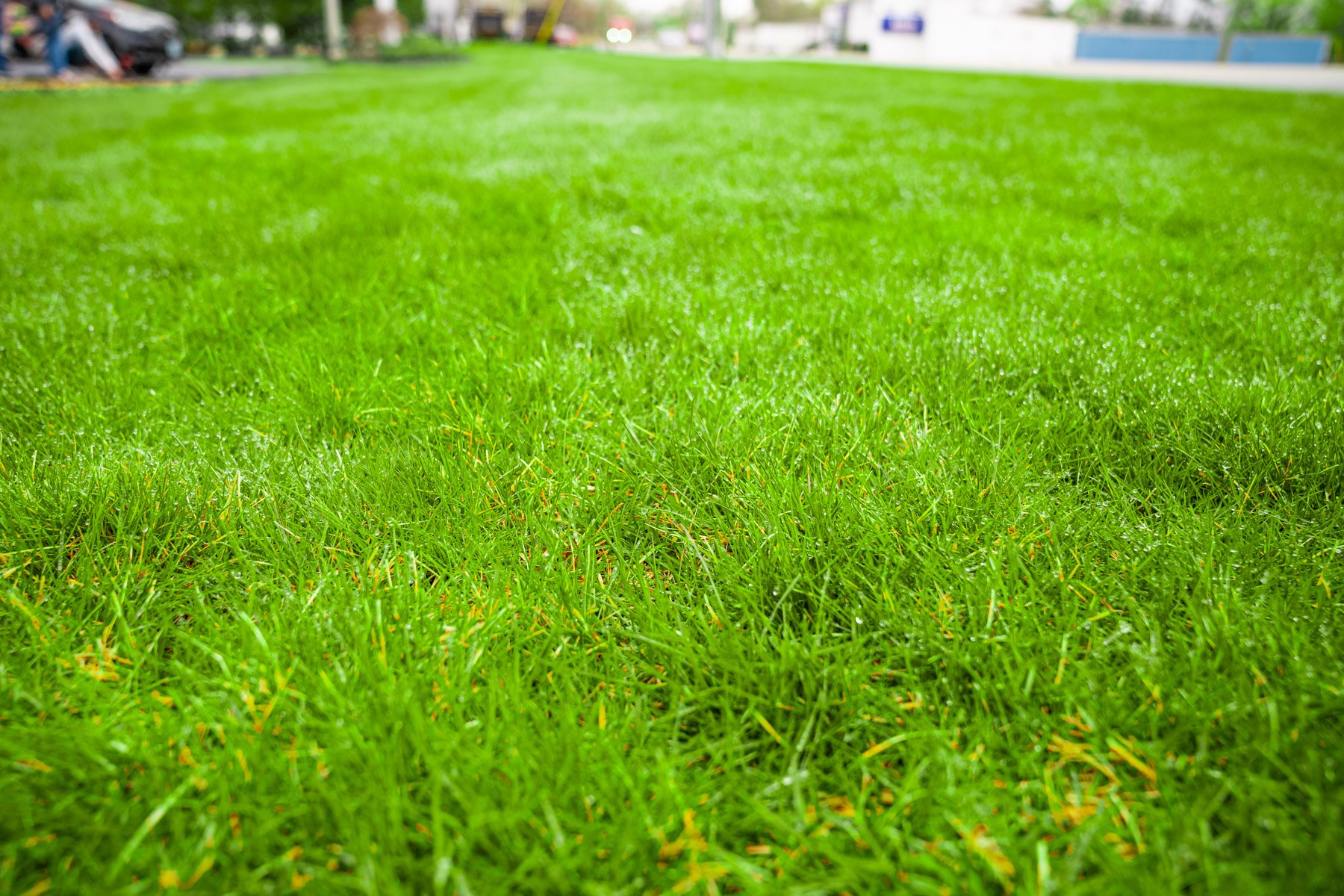 grass health is tied to the pH of your soil