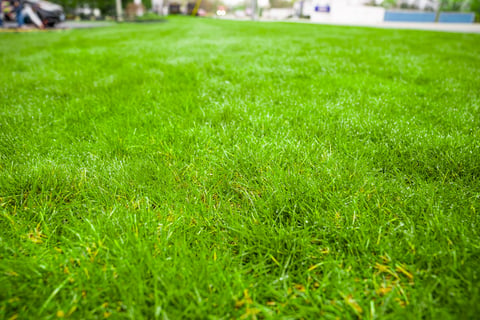healthy grass needs soil pH between 6.0 and 7.0