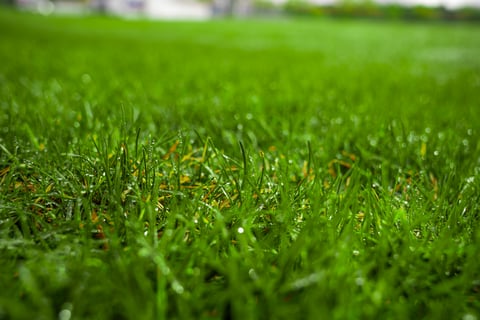 healthy grass emerging from seed