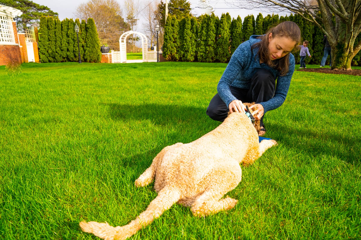 woman checks dog for ticks