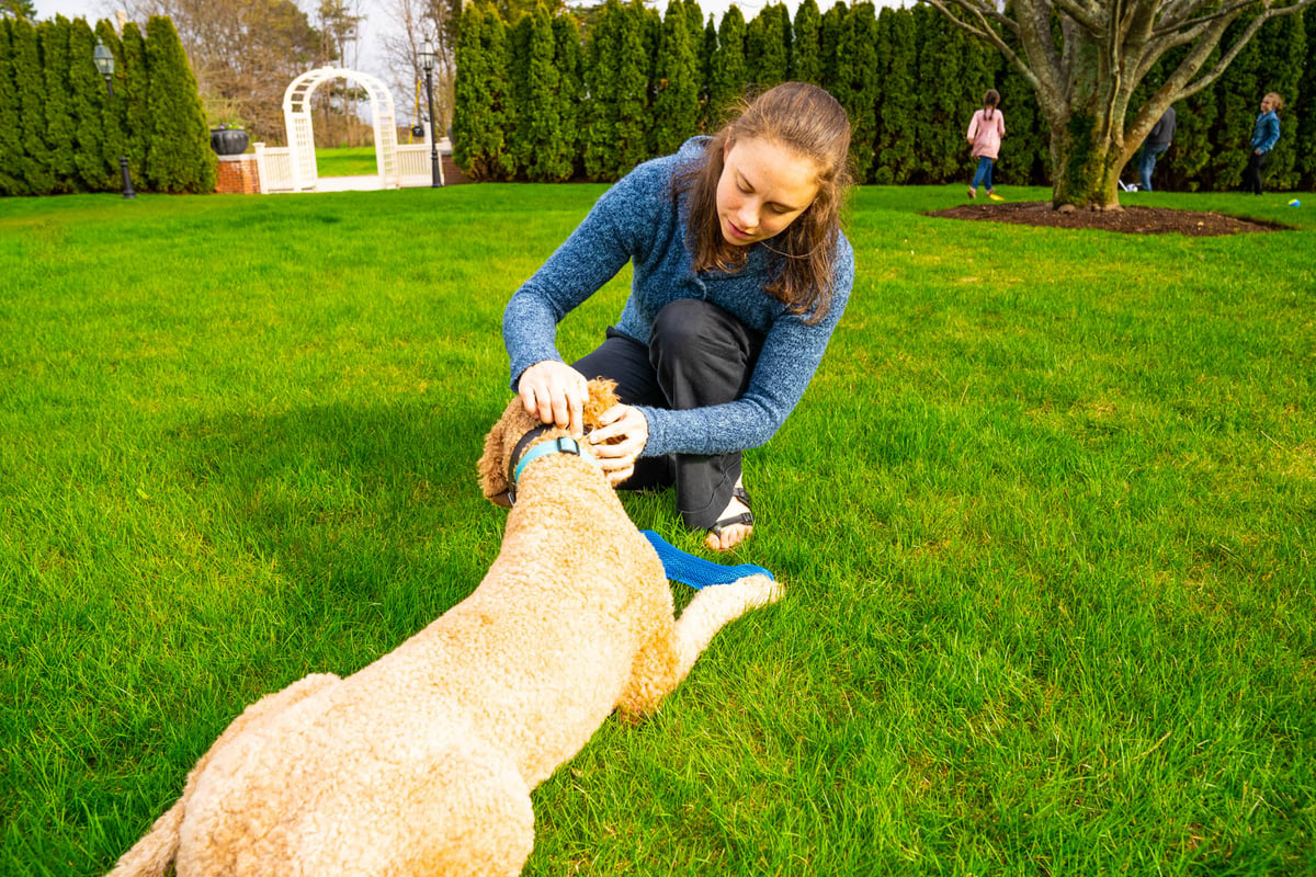 homeowner checks dog for ticks