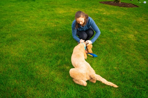 homeowner looking for ticks on dog on grass