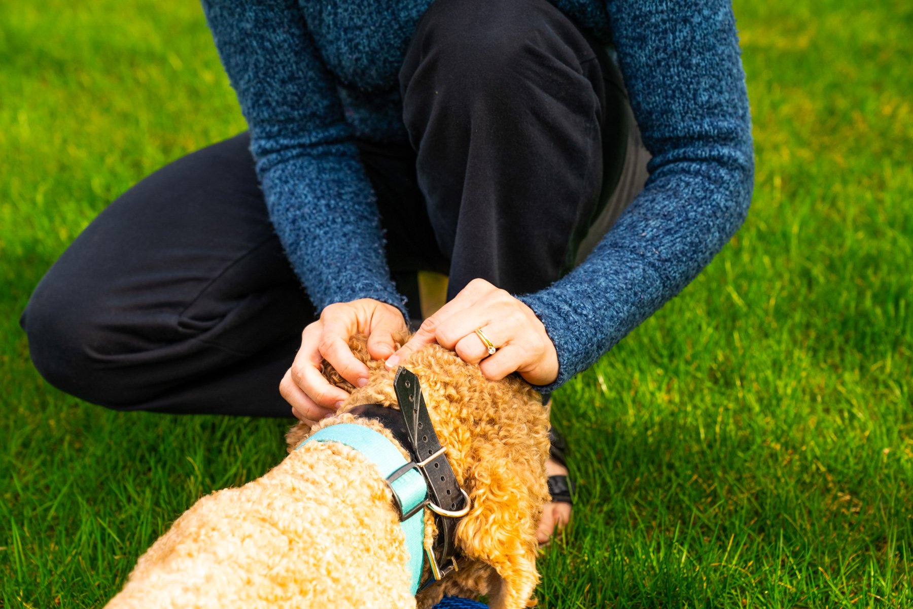 homeowner checking dog for ticks