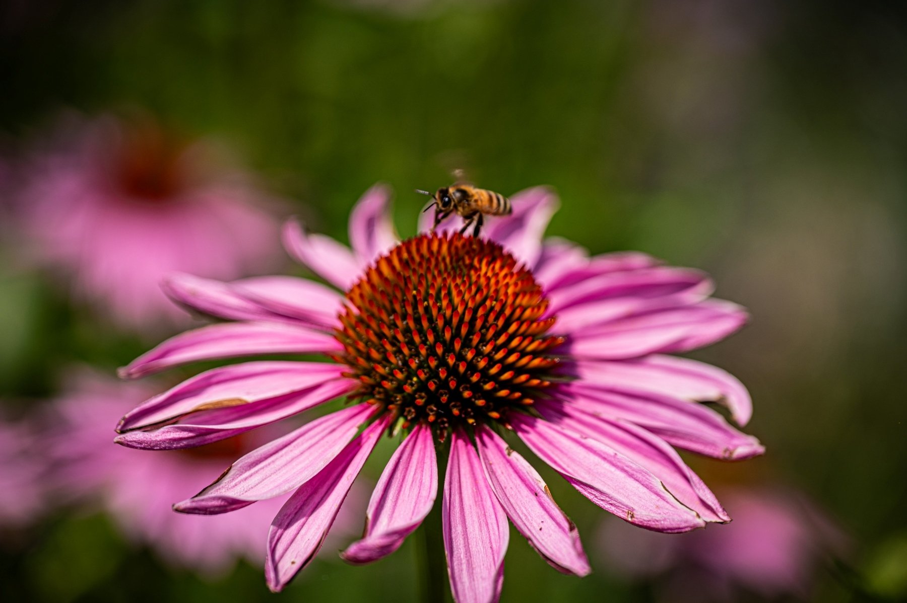 pollinators like bees can be affected by some tick treatments