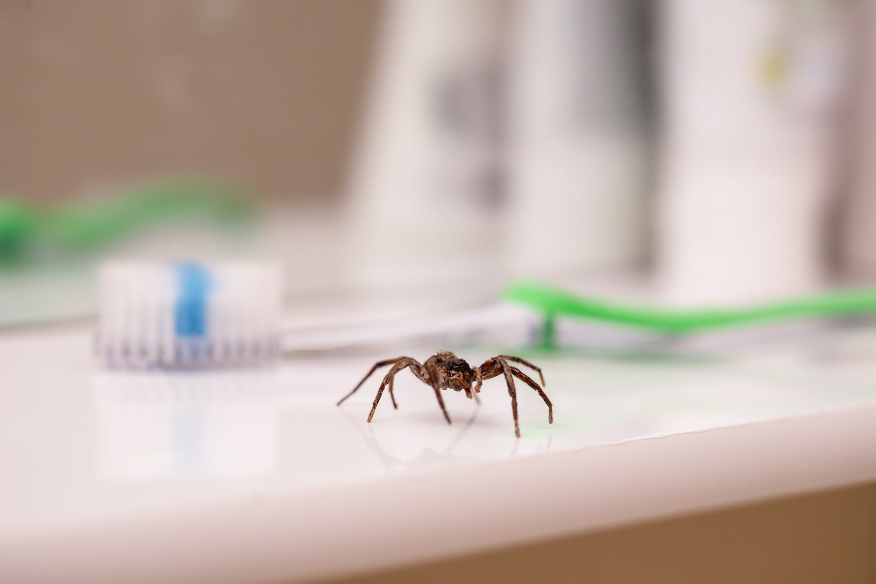 spider on bathroom counter