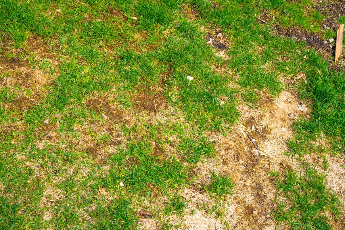 thin lawn with brown spots