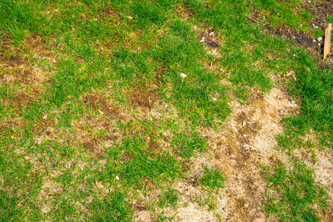 grass with dead patches