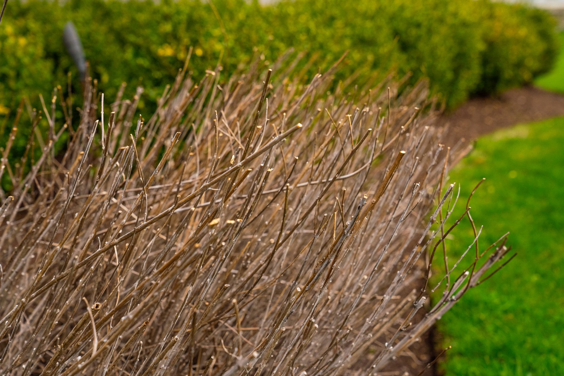 well-trimmed dormant shrubs
