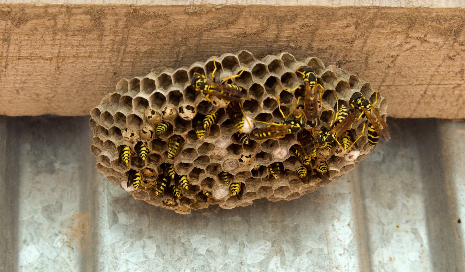 a yellow jacket wasp nest under an eave