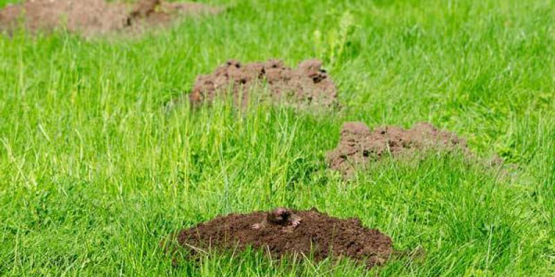 mole hills in grass