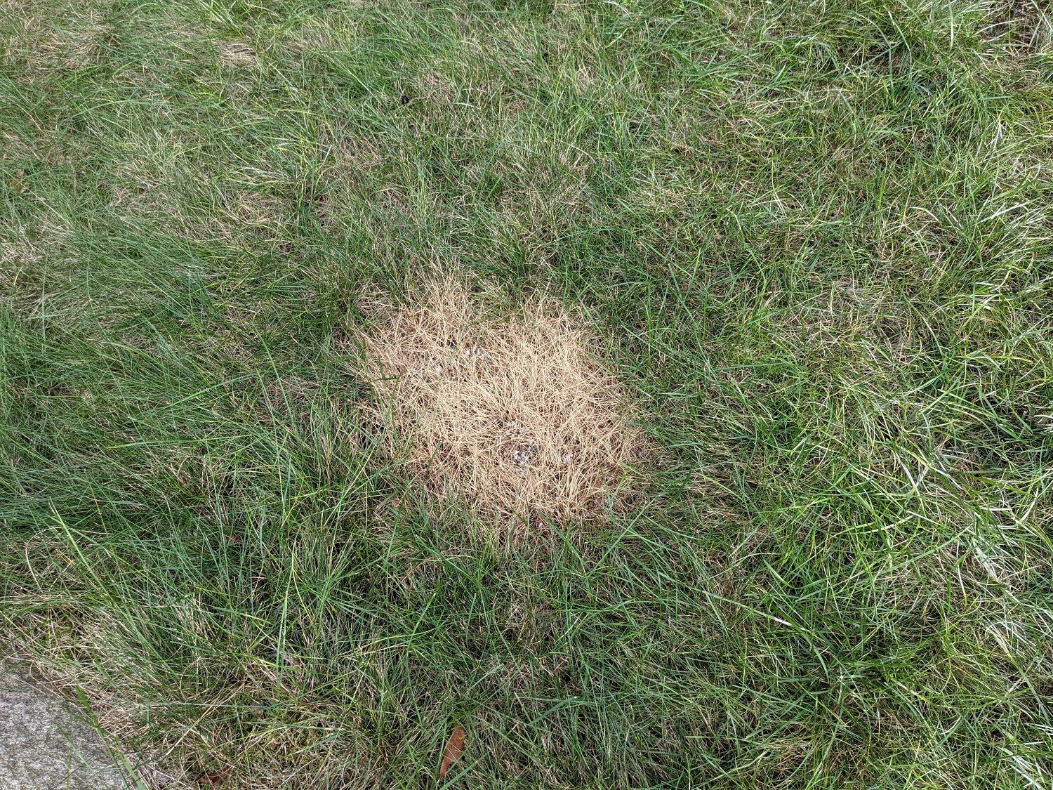 burnt spot in a grassy lawn