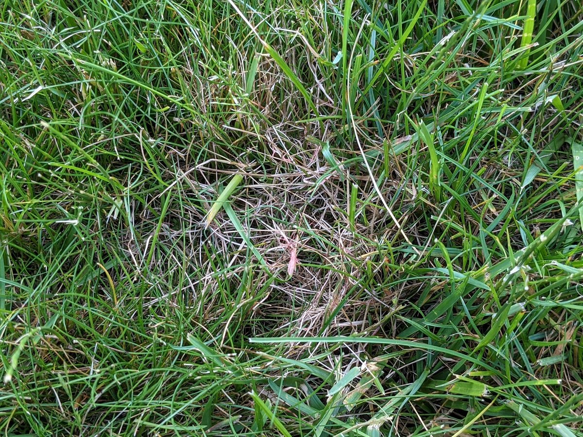 3 Common Lawn Diseases in New England & How to Treat Them