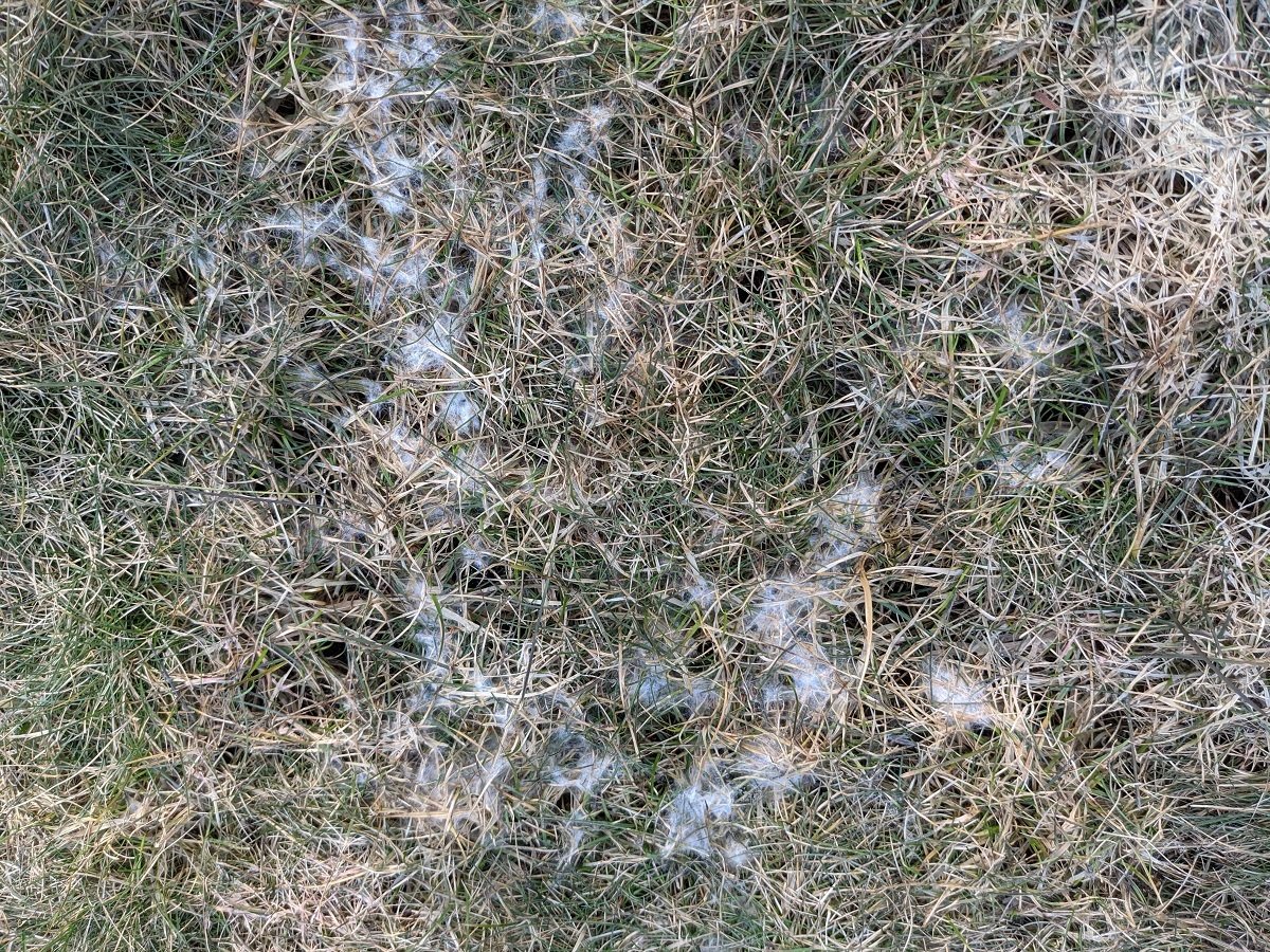 Snow mold on grass in NH lawn
